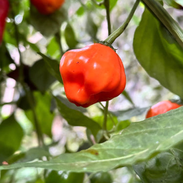 Aji Dulce Orange - Seeds - The Pepper Pantry (Formerly Marie Sharp's)